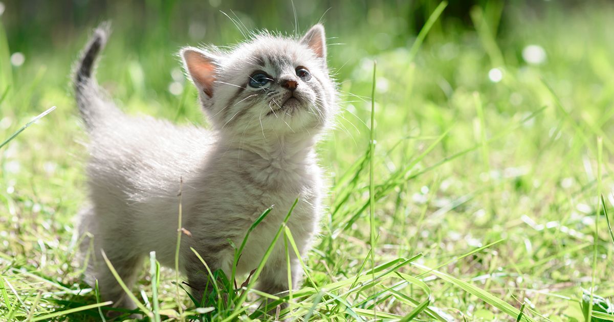 Comment Nourrir Un Chaton Blog Ultra Premium Direct