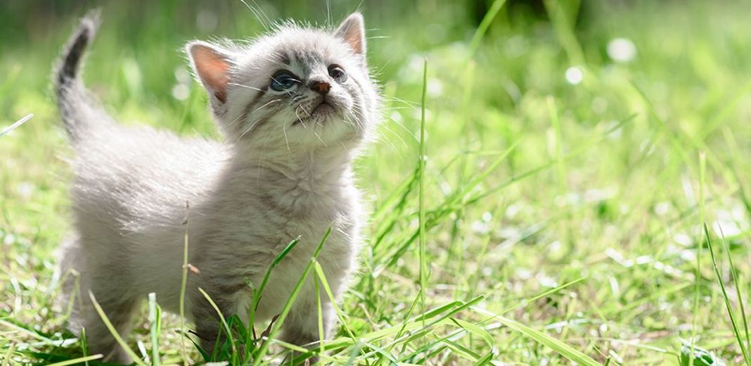 Où placer la nourriture de son chat dans la maison ?