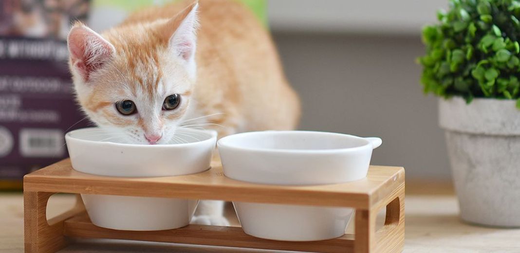 Donner du maïs à son chat : risques et bienfaits