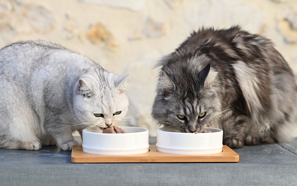 chats mangeant dans leur gamelle