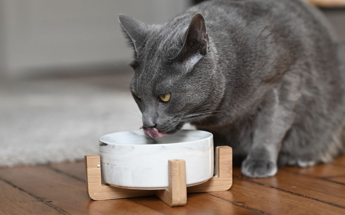 Chartreux mangeant dans sa gamelle