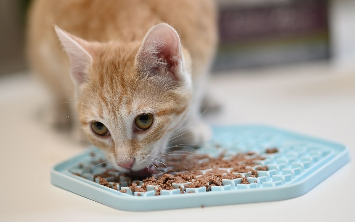 jeune chat roux mangeant dans une gamelle