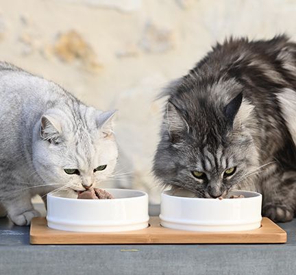 2 chats mangeant de leur gamelle 