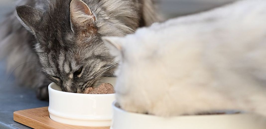 2 chats mangeant leur pâtée 