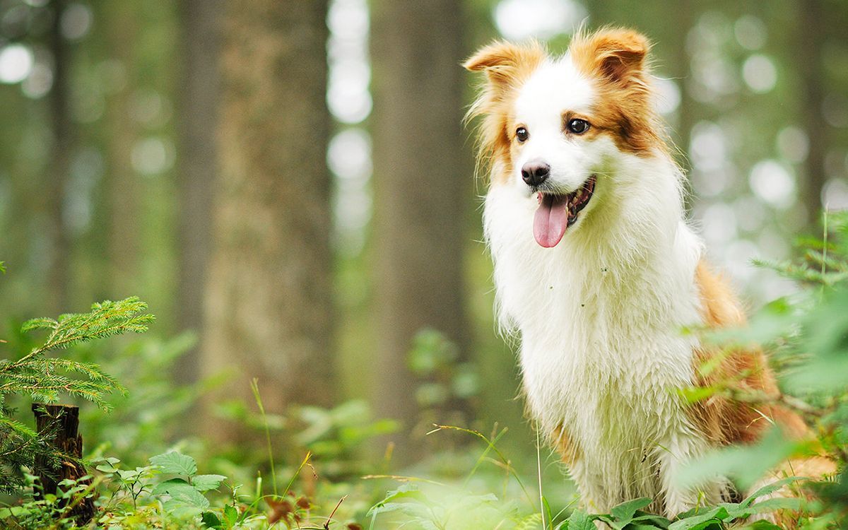 Levure de bière pour chien - Dog it Yourself