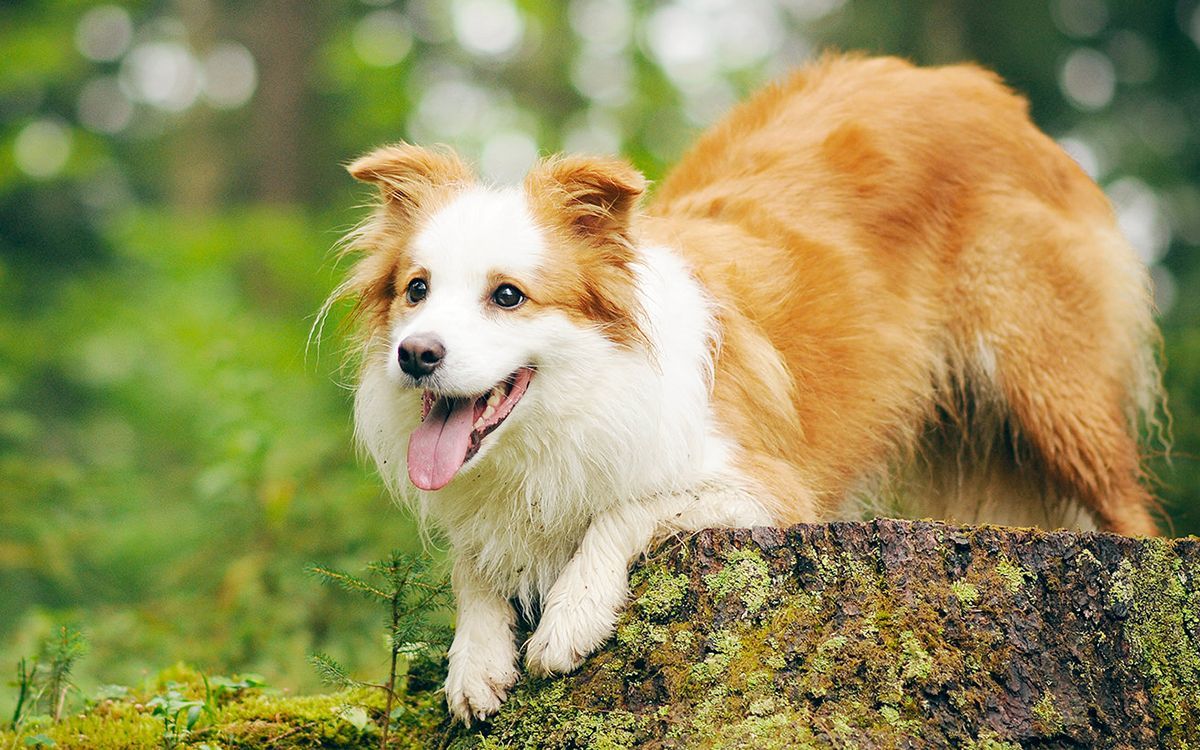 Chien couché sur un tronc d'arbre, en forêt