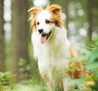 Chien dans une forêt