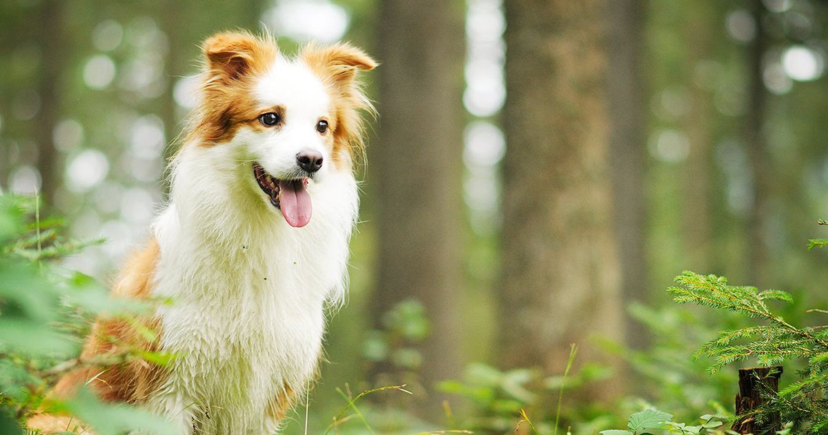 Levure de bière pour chien 