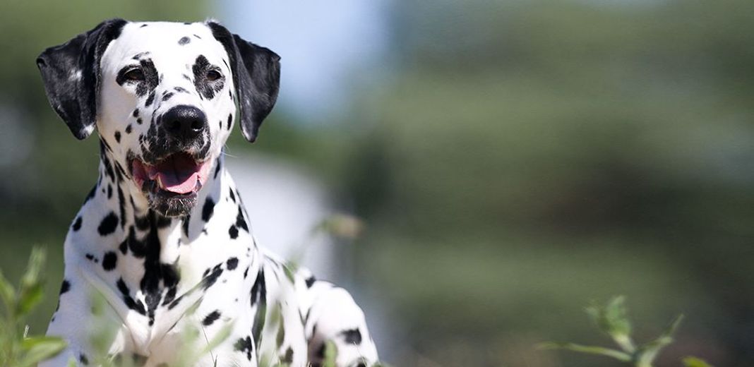 Dalmatien en extérieur