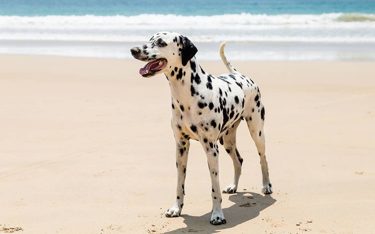 L'huile de coco pour les chiens : est-ce vraiment bon pour eux ? - Amanprana