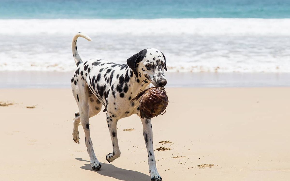 Dalmatien marchant sur une plage avec une noix de coco dans la gueule