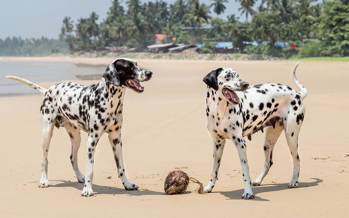 2 Dalmatien jouant sur la plage avec une noix de coco