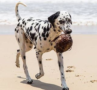 Dalmatien tenant une noix de coco