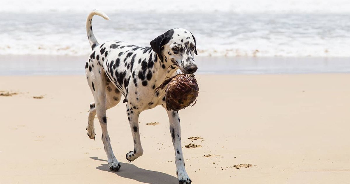 10 raisons pour lesquelles l'huile de noix de coco est considérée comme  bonne pour votre chien