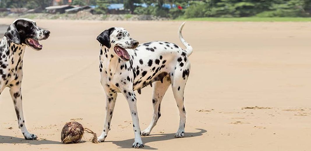 2 Dalmatiens sur une plage, près d'une noix de coco