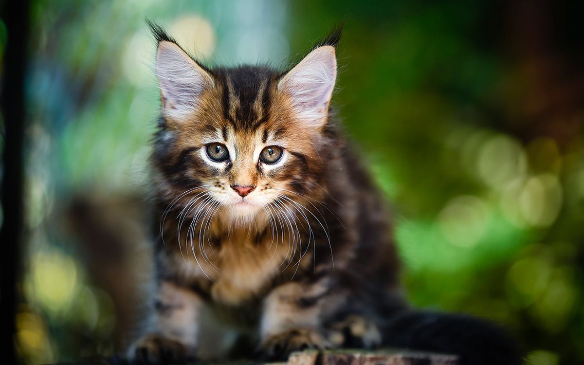 Bébé chat en plein air