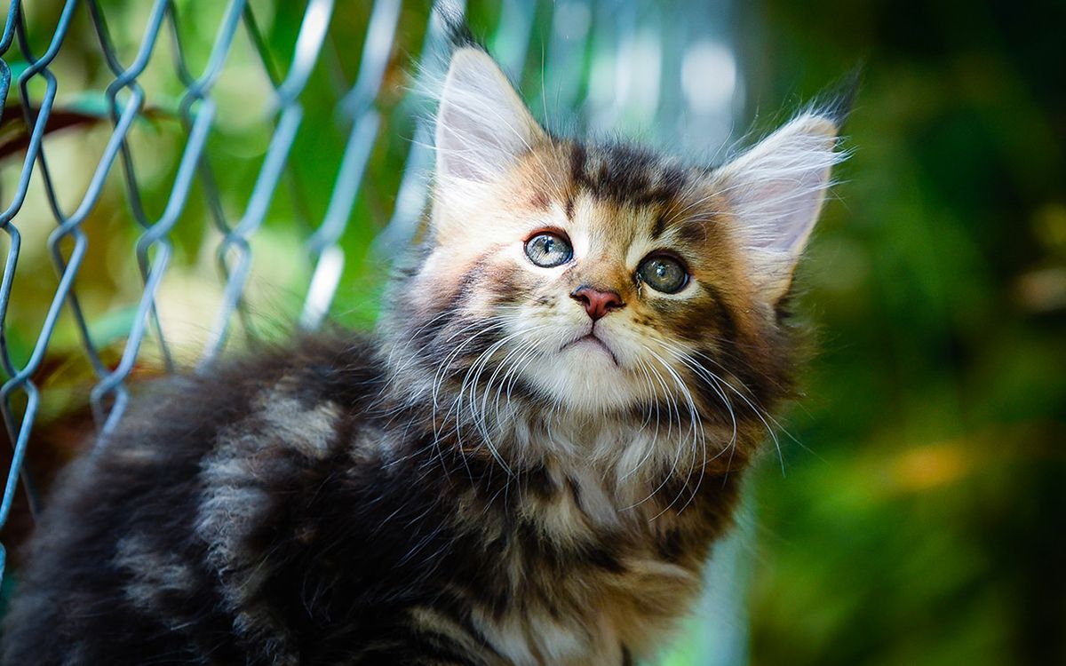 Chat dans une forêt