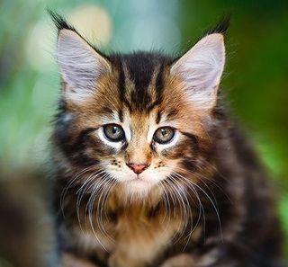 Bébé chat en pleine nature