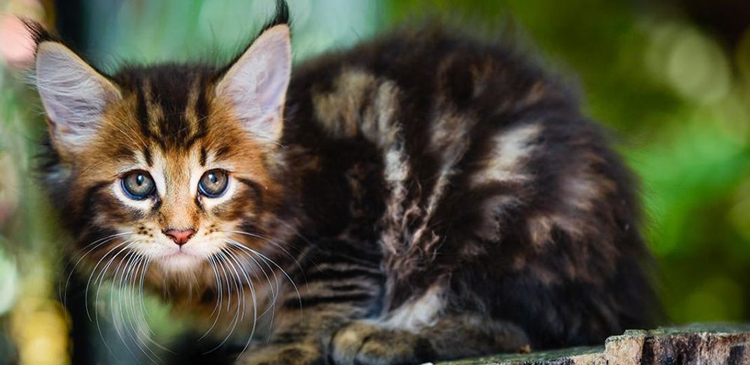 Chaton dans une forêt