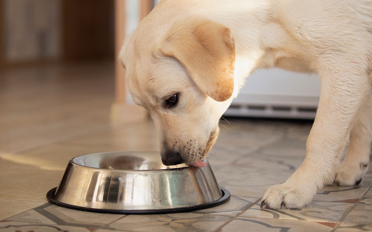 Chien, mangeant dans sa gamelle en intérieur