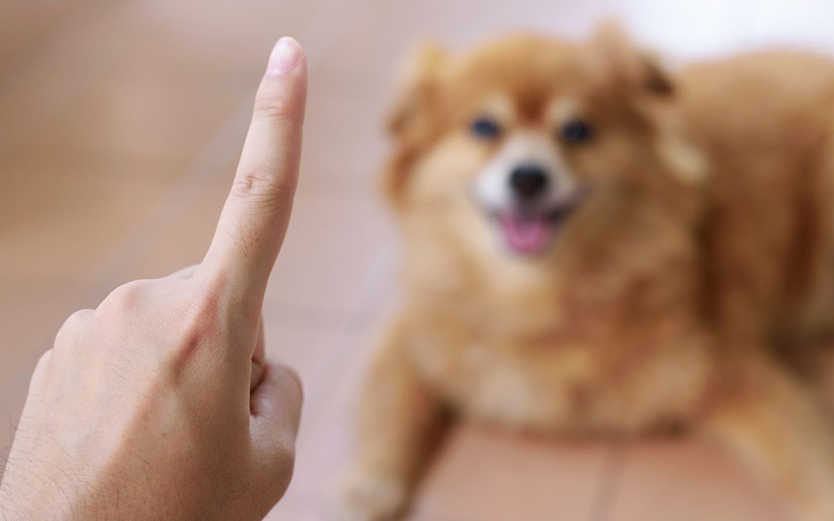 Maîtresse interdisant un aliment mortel à son chien