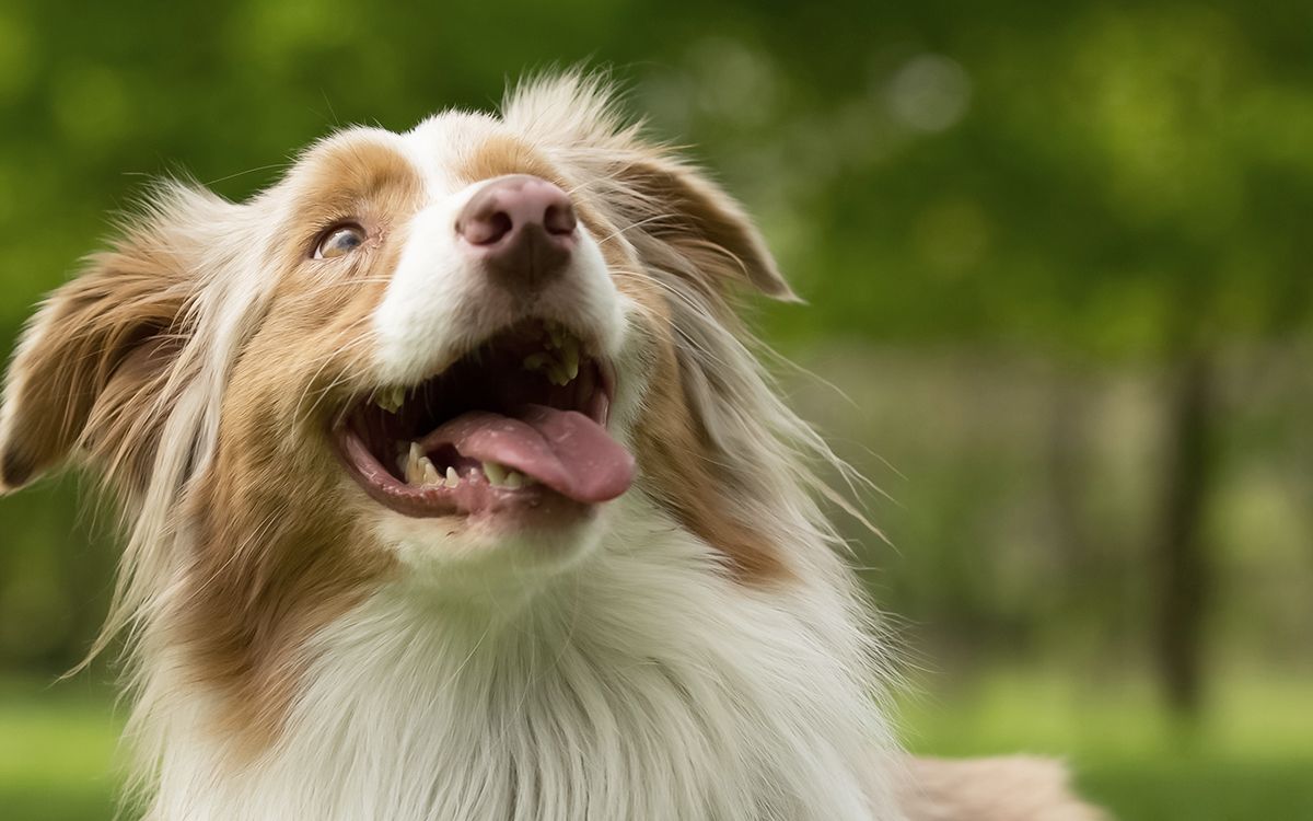 Chien, la gueule ouverte, dans un parc