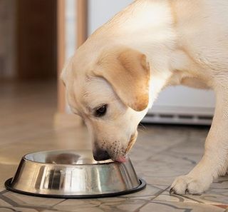 Chien mangeant dans sa gamelle