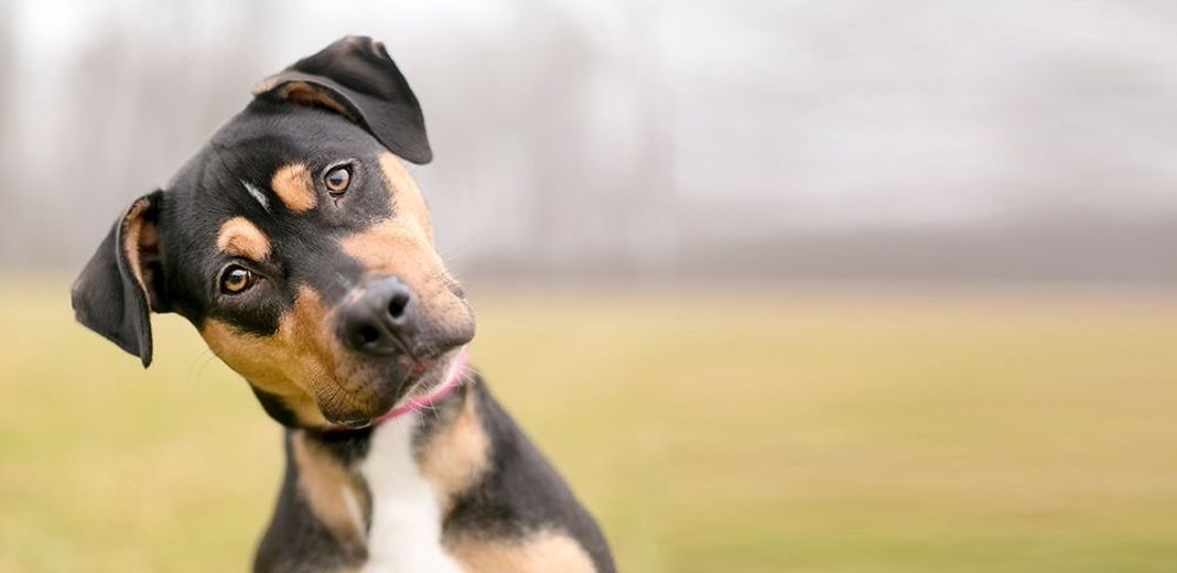 Chien en extérieur