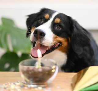 Chien près de son gâteau d'anniversaire