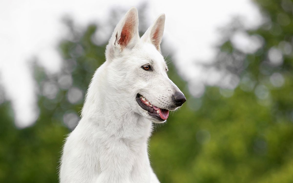 Gros plan sur un chien plan dans une forêt