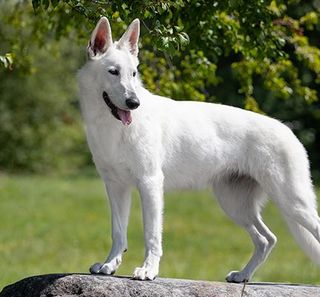 Chien en extérieur