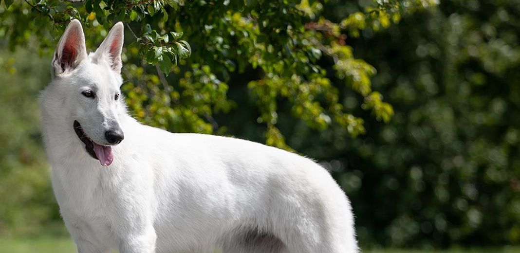 Chien en pleine nature