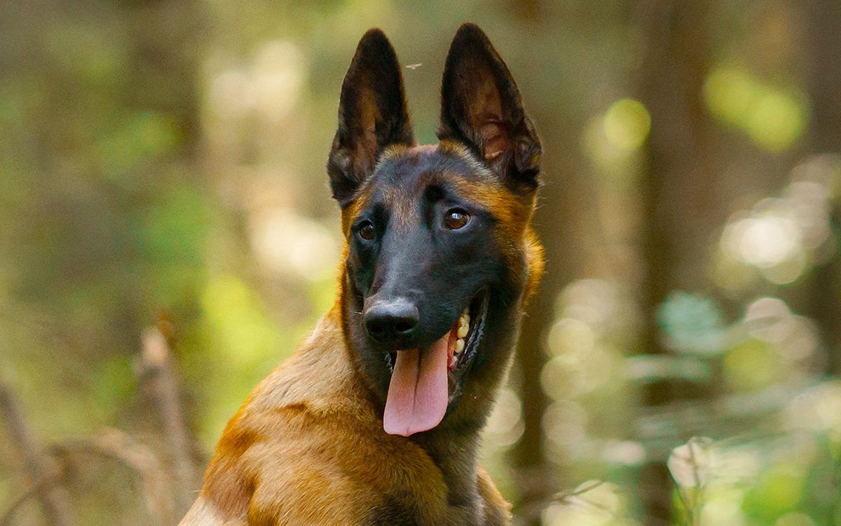 Malinois en pleine forêt