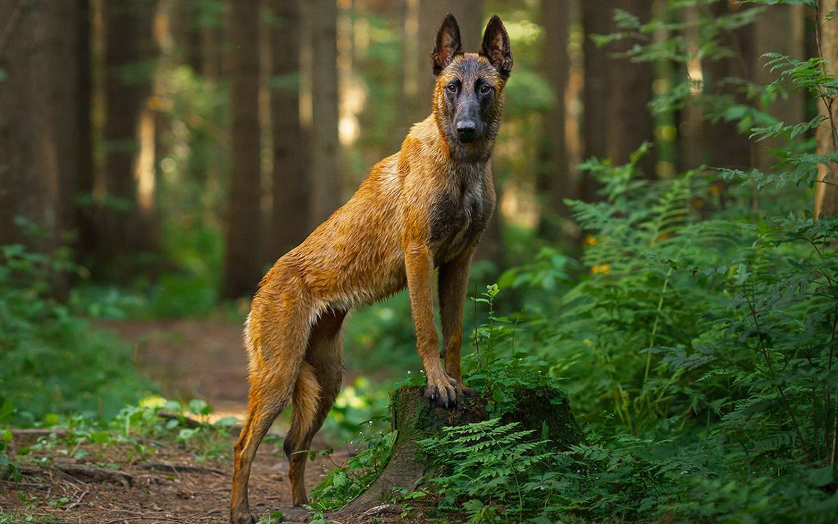 Malinois en extérieur