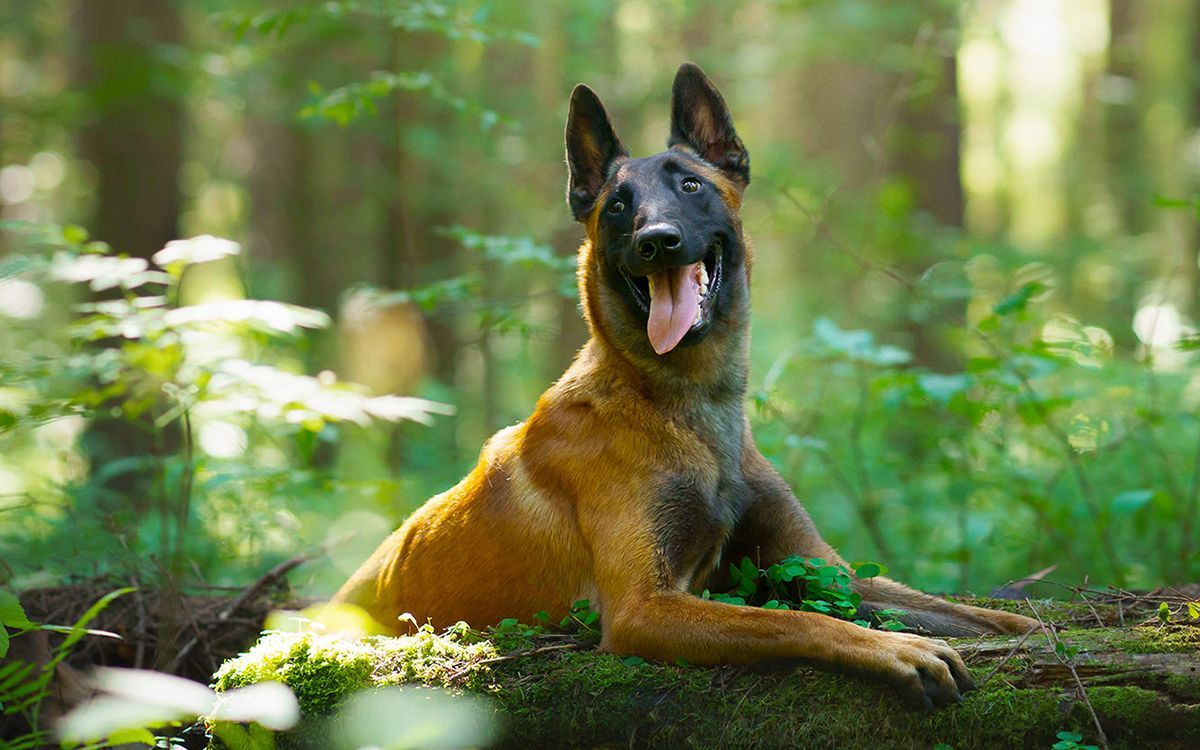 Chien couché en pleine forêt