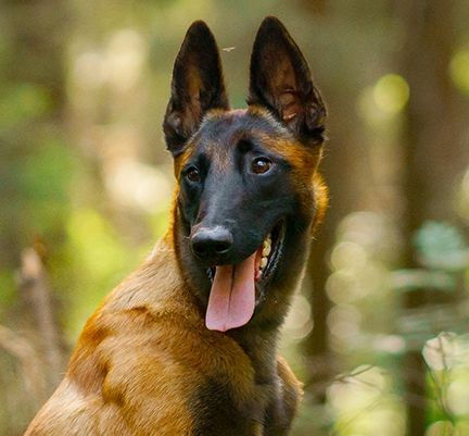 Chien en forêt