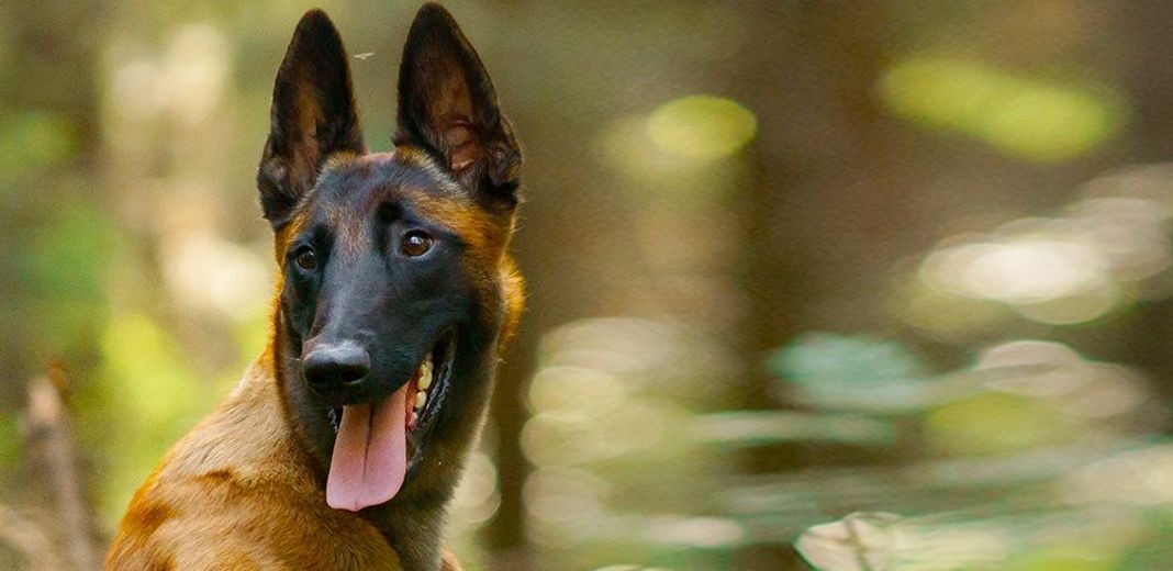 Huile de coco et dermatite atopique - Dermatite Atopique Canine