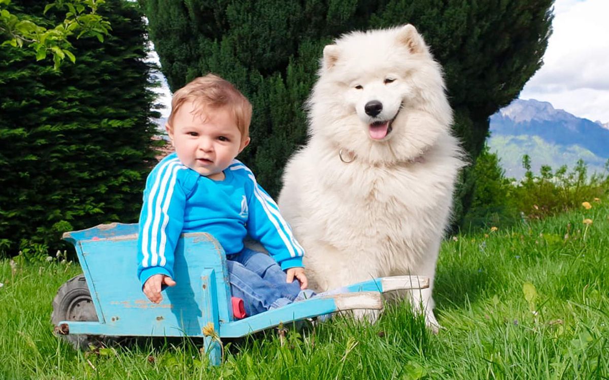 Samoyède en pleine nature avec un bébé à ses côtés