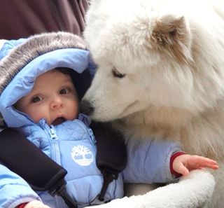 Samoyède avec un bébé