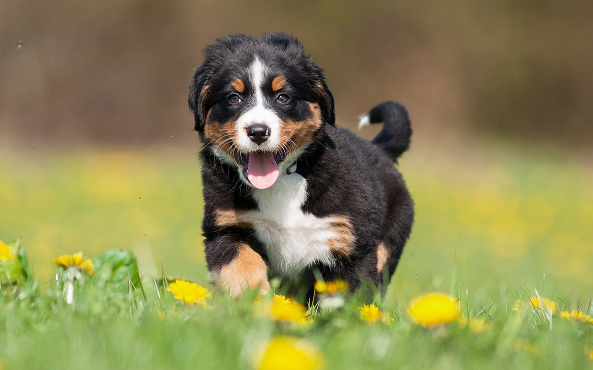 Chien courant dans un champ de fleurs