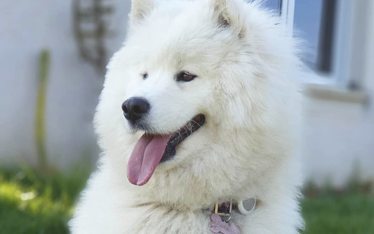 Un chien blanc, la langue tirée, regardant à sa droite, en extérieur 
