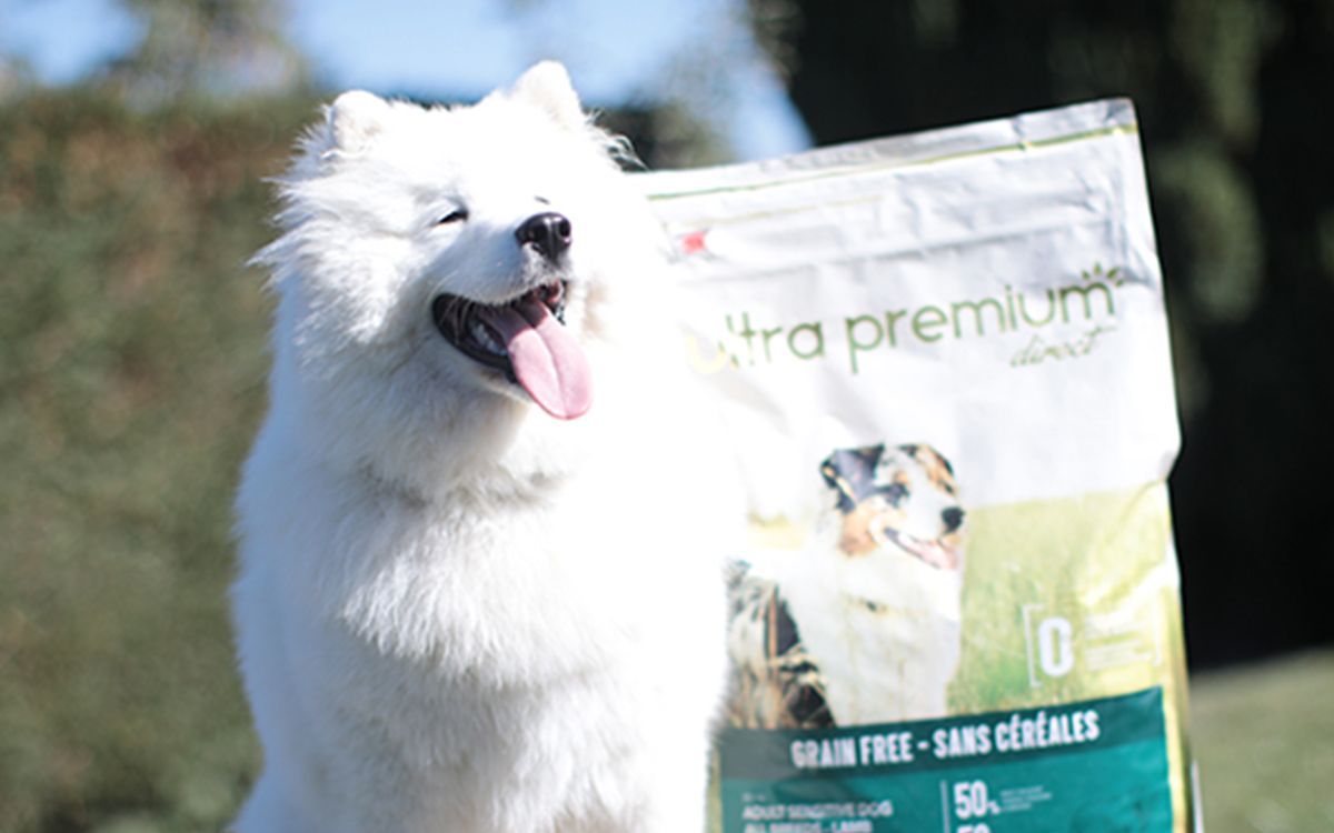 Chien blanc à poils longs assis devant un sac de croquettes sans céréales d'Ultra Premium Direct