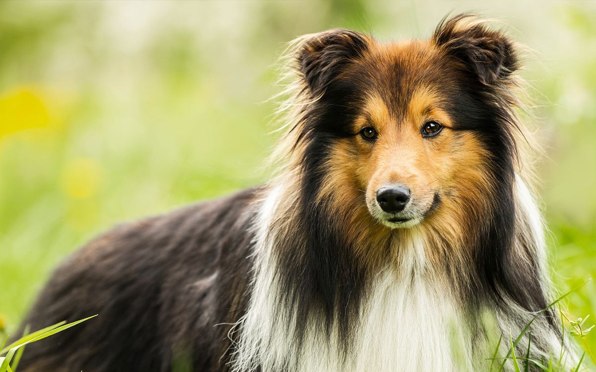 Chien couché en pleine nature