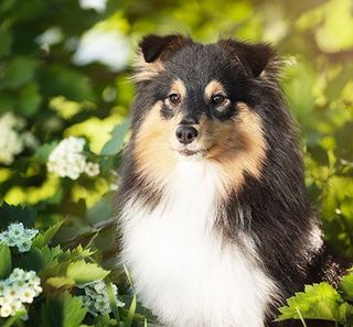 Chien au milieu de fleurs