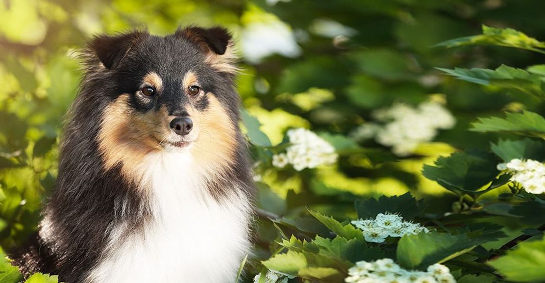 Chien en extérieur