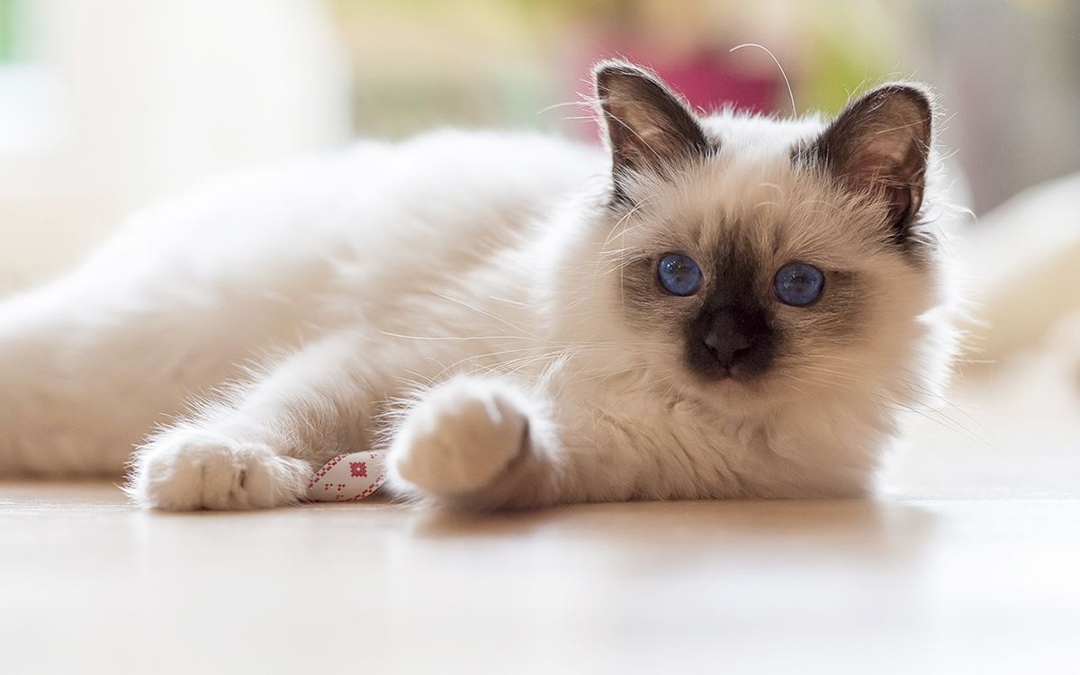 Sacré de Birmanie les oreilles redressées 