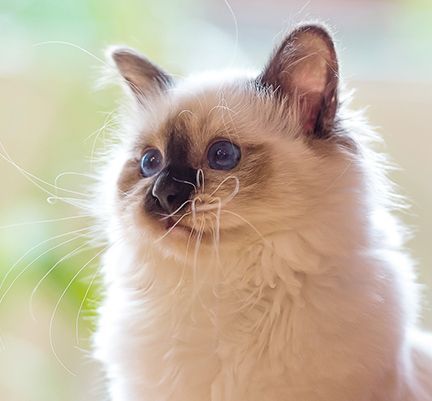 Gros plan sur un Sacré de Birmanie