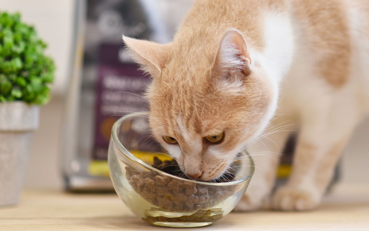 L'alimentation du Chat