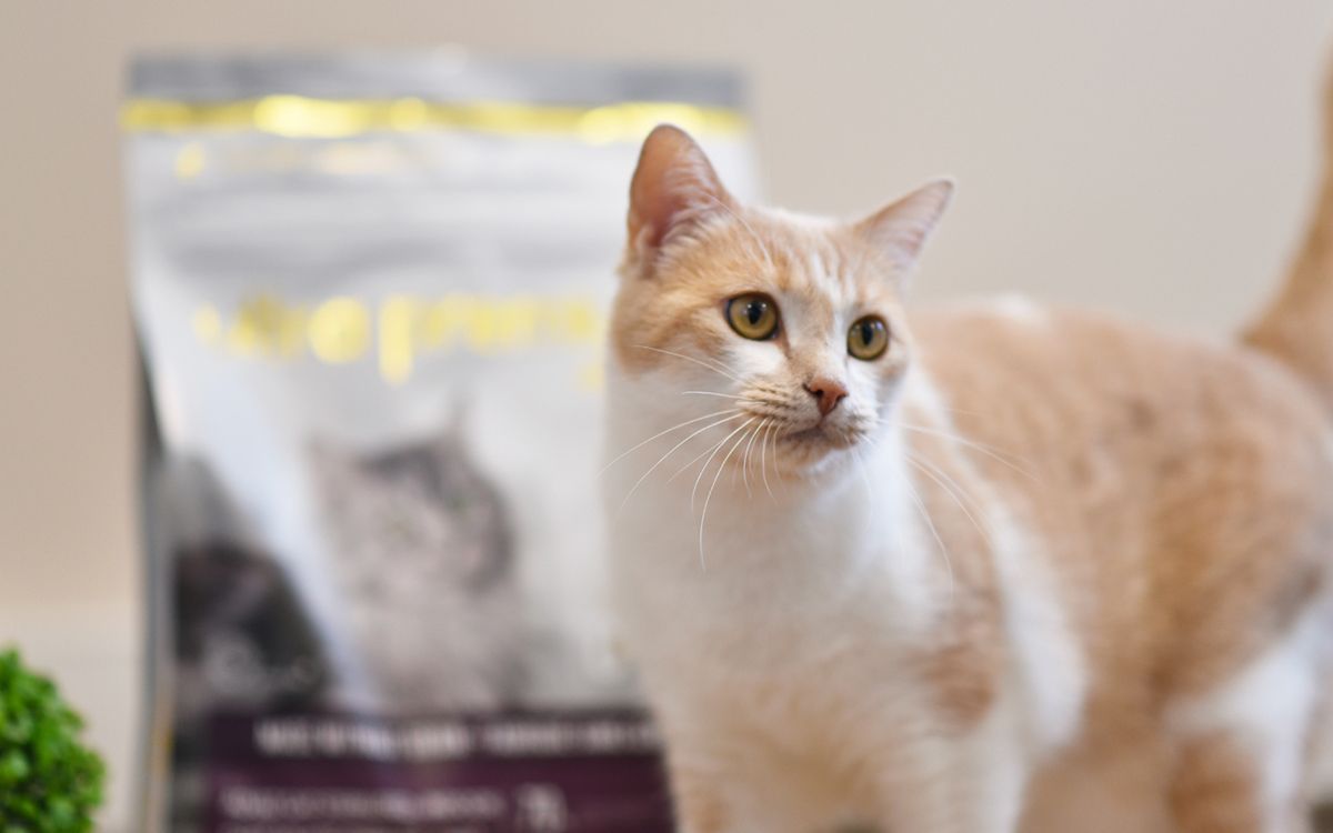 Quantité nourriture chat : Comment bien doser son alimentation ? - Blog  Ultra Premium Direct