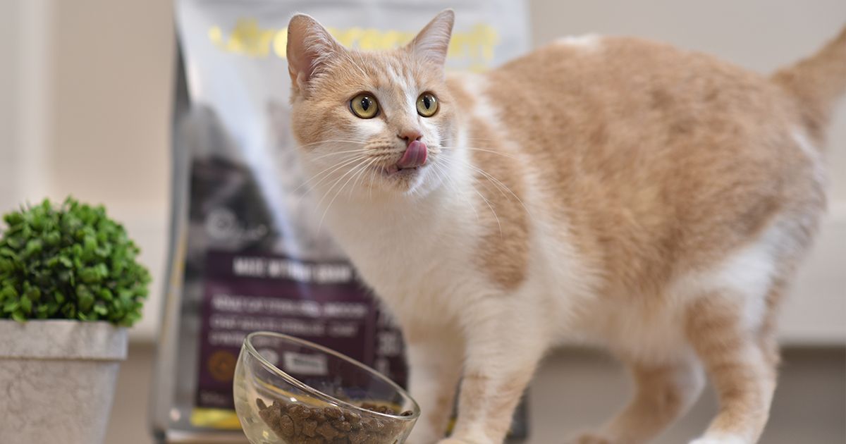 Quantité nourriture chat Comment bien doser son alimentation ? Blog Ultra Premium Direct